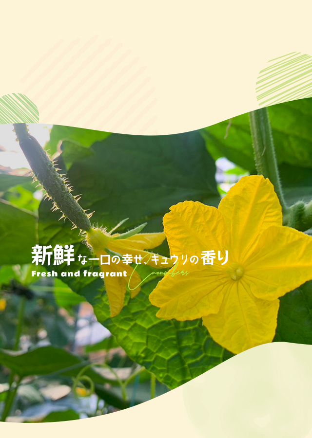 VIVA DaD[ビバ ダディ]｜宮崎のおいしいキュウリをオンライン